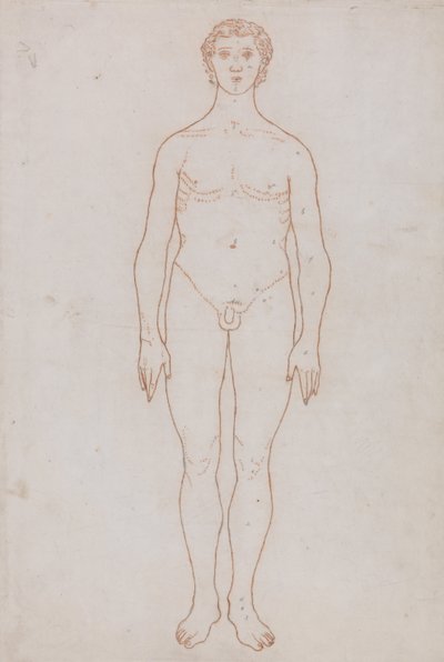 Anatomiczna ekspozycja porównawcza struktury ludzkiego ciała z ciałem tygrysa i zwykłego ptactwa: Studium postaci ludzkiej, widok z przodu (rysunek poglądowy do tabeli VI) autorstwa George Stubbs