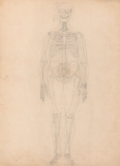 Anatomiczne porównanie budowy ludzkiego ciała z ciałem tygrysa i ptactwa domowego: Ludzki szkielet, widok z przodu autorstwa George Stubbs