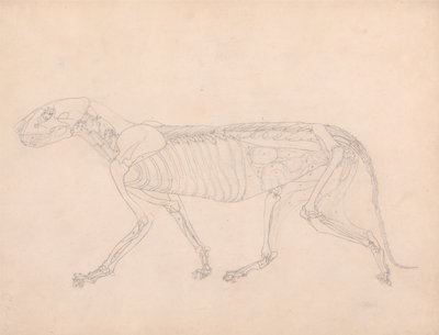 Anatomiczna ekspozycja porównawcza budowy ludzkiego ciała z ciałem tygrysa i zwykłego ptactwa: Ciało tygrysa, widok z boku autorstwa George Stubbs