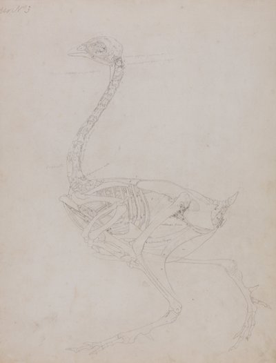 Anatomiczne porównanie budowy ludzkiego ciała z ciałem tygrysa i ptactwa domowego:  Ciało ptaka, widok z boku autorstwa George Stubbs