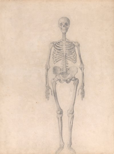 Anatomiczne porównanie budowy ludzkiego ciała z ciałem tygrysa i ptactwa domowego: Ludzki szkielet, widok z przodu (ukończone studium dla tabeli I) autorstwa George Stubbs
