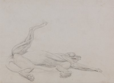 Anatomiczne porównanie budowy ludzkiego ciała z ciałem tygrysa i ptactwa domowego:  Ciało tygrysa, w pozycji leżącej, widziane dośrodkowo autorstwa George Stubbs