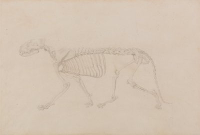 Anatomiczna ekspozycja porównawcza budowy ludzkiego ciała z ciałem tygrysa i zwykłego ptactwa: Szkielet tygrysa, widok z boku (wysoce zaawansowane studium dla Tabeli IV) autorstwa George Stubbs