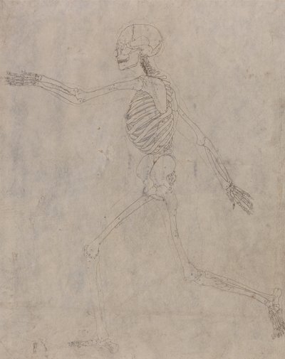 Anatomiczne porównanie budowy ludzkiego ciała z ciałem tygrysa i ptactwa domowego: Ludzki szkielet, widok z boku autorstwa George Stubbs