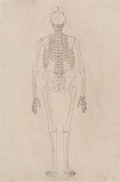 Anatomiczne porównanie budowy ciała ludzkiego z ciałem tygrysa i ptactwa domowego: Ludzki szkielet, widok z tyłu (odnosi się do tabeli II) autorstwa George Stubbs