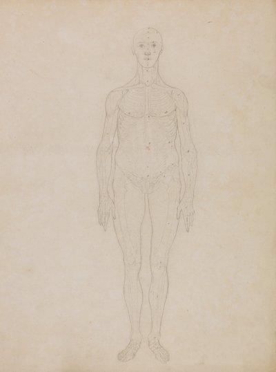 Anatomiczna ekspozycja porównawcza struktury ludzkiego ciała z ciałem tygrysa i zwykłego ptactwa: Study of the Human Figure, Anterior View (Prawdopodobnie powiązane z Tabelą XI) autorstwa George Stubbs