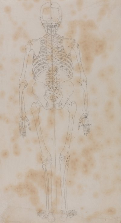 Anatomiczna ekspozycja porównawcza struktury ludzkiego ciała z ciałem tygrysa i zwykłego ptactwa: Human Skeleton, Posterior View (Być może pierwsze z badań szkieletu) autorstwa George Stubbs