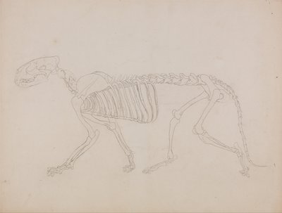 Anatomiczna ekspozycja porównawcza budowy ludzkiego ciała z ciałem tygrysa i zwykłego ptactwa: Szkielet tygrysa, widok z boku autorstwa George Stubbs