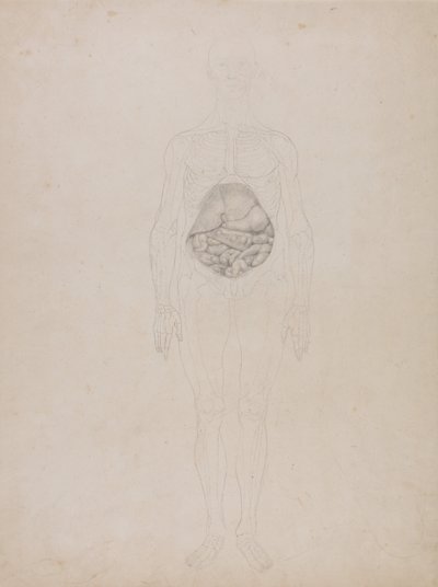 Anatomiczna ekspozycja porównawcza budowy ciała ludzkiego z ciałem tygrysa i ptactwa domowego: Postać ludzka, widok z przodu (rysunek konturowy) autorstwa George Stubbs