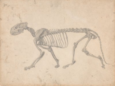 Anatomiczna ekspozycja porównawcza budowy ludzkiego ciała z ciałem tygrysa i zwykłego ptactwa: Szkielet tygrysa, widok z boku (ukończone studium dla tabeli IV) autorstwa George Stubbs