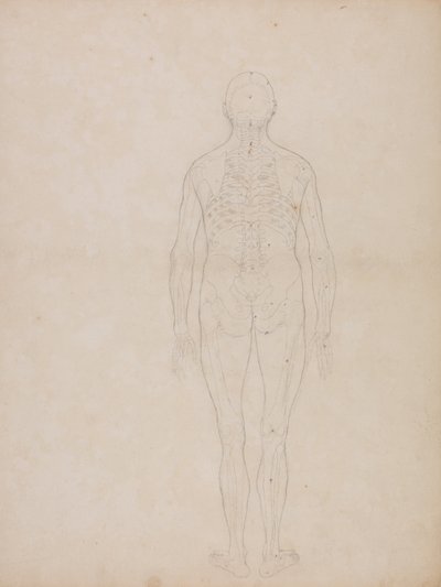 Anatomiczna ekspozycja porównawcza budowy ludzkiego ciała z ciałem tygrysa i ptactwa domowego: Postać ludzka, widok z tyłu autorstwa George Stubbs