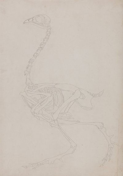 Anatomiczna ekspozycja porównawcza budowy ludzkiego ciała z ciałem tygrysa i ptactwa domowego:  Szkielet ptaka, widok z boku autorstwa George Stubbs