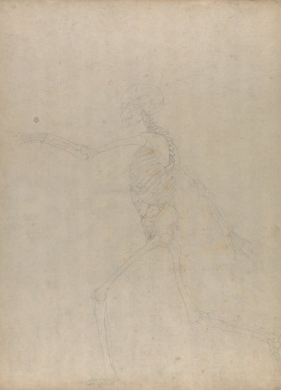 Anatomiczna ekspozycja porównawcza budowy ludzkiego ciała z ciałem tygrysa i ptactwa domowego: Human Skeleton, Lateral View (Studium dla kluczowej figury do niepublikowanej tabeli pokazującej wnętrzności brzuszne) autorstwa George Stubbs