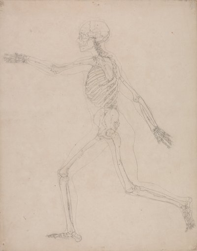 Anatomiczne porównanie budowy ludzkiego ciała z ciałem tygrysa i ptactwa domowego: Ludzki szkielet, widok z boku autorstwa George Stubbs