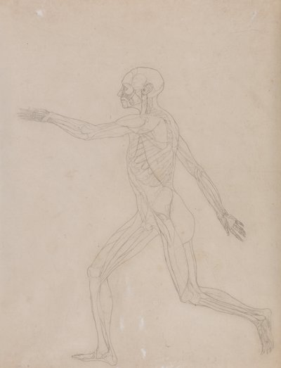 Anatomiczna ekspozycja porównawcza budowy ludzkiego ciała z ciałem tygrysa i ptactwa domowego: Postać ludzka, widok z boku autorstwa George Stubbs