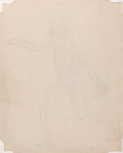 Anatomiczna ekspozycja porównawcza budowy ludzkiego ciała z ciałem tygrysa i ptactwa domowego: Postać ludzka, widok z boku autorstwa George Stubbs