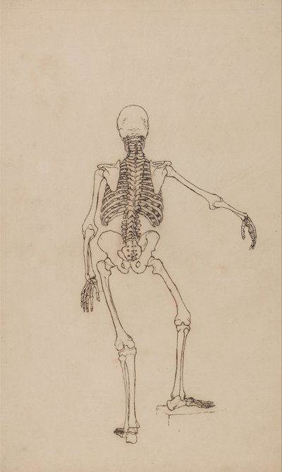 Anatomiczna ekspozycja porównawcza budowy ludzkiego ciała z ciałem tygrysa i ptactwa domowego: Ludzki szkielet, widok z tyłu autorstwa George Stubbs