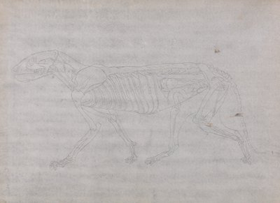 Anatomiczne porównanie budowy ludzkiego ciała z ciałem tygrysa i ptactwa domowego: Ciało tygrysa, widok z boku autorstwa George Stubbs