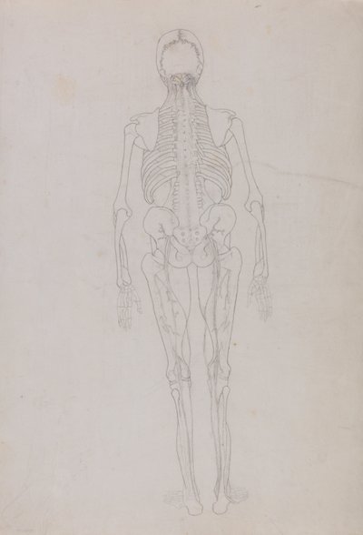 Anatomiczna ekspozycja porównawcza budowy ludzkiego ciała z ciałem tygrysa i ptactwa domowego: Human Figure, Posterior View (Rysunek konturowy kluczowej figury przedstawiający końcowy etap sekcji) autorstwa George Stubbs