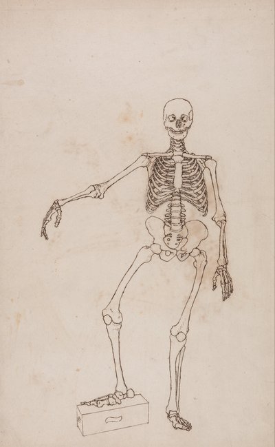 Anatomiczne porównanie budowy ludzkiego ciała z ciałem tygrysa i ptactwa domowego: Ludzki szkielet, widok z przodu autorstwa George Stubbs