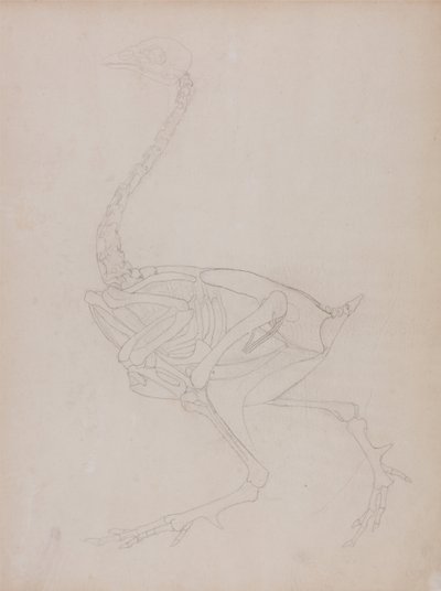 Anatomiczne porównanie budowy ludzkiego ciała z ciałem tygrysa i ptactwa domowego:  Ciało ptaka, widok z boku autorstwa George Stubbs