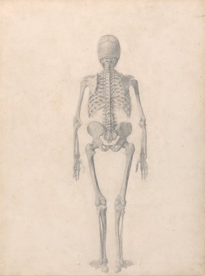 Anatomiczna ekspozycja porównawcza struktury ludzkiego ciała z ciałem tygrysa i zwykłego ptactwa: Ludzki szkielet, widok z tyłu (ukończone studium dla tabeli II) autorstwa George Stubbs