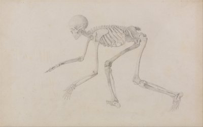 Anatomiczna ekspozycja porównawcza budowy ludzkiego ciała z ciałem tygrysa i ptactwa domowego: Ludzki szkielet, widok z boku (w pozycji pełzającej; ukończone studium dla niepublikowanej tabeli) autorstwa George Stubbs