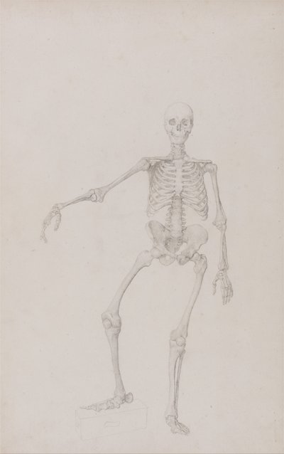 Anatomiczna ekspozycja porównawcza budowy ludzkiego ciała z ciałem tygrysa i ptactwa domowego: Ludzki szkielet, widok z przodu (wyciągnięte prawe ramię; ukończone studium dla niepublikowanej tabeli) autorstwa George Stubbs