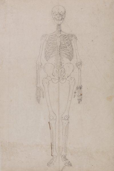 Anatomiczne porównanie budowy ludzkiego ciała z ciałem tygrysa i ptactwa domowego:  Ludzki szkielet, widok z przodu (studium końcowe) autorstwa George Stubbs