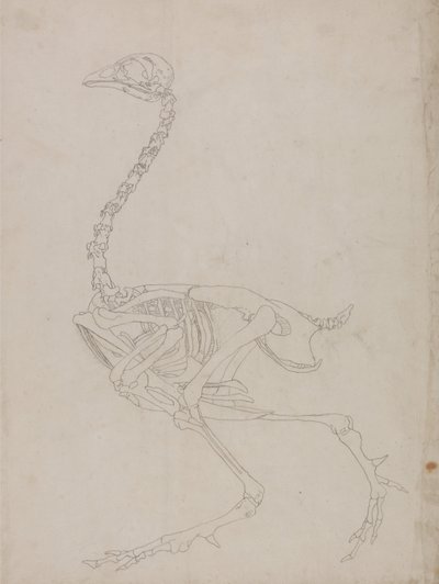 Anatomiczna ekspozycja porównawcza budowy ludzkiego ciała z ciałem tygrysa i ptactwa domowego:  Szkielet ptaka, widok z boku (rysunek szkieletu) autorstwa George Stubbs