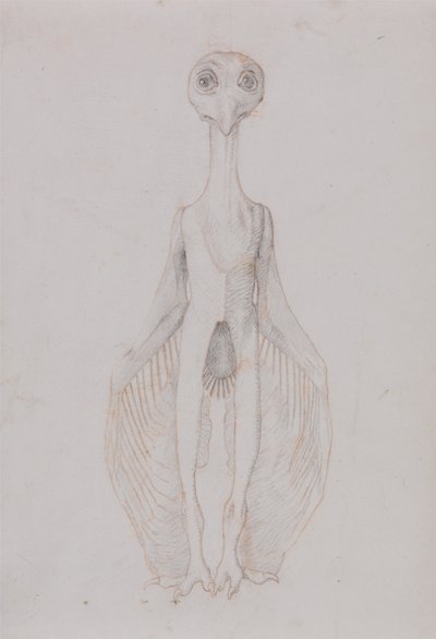 Anatomiczne porównanie budowy ludzkiego ciała z ciałem tygrysa i ptactwa domowego:  Stojąca sowa, widok z przodu autorstwa George Stubbs