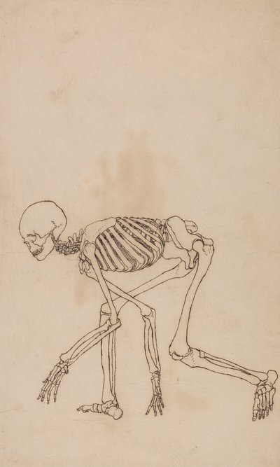 Anatomiczne porównanie budowy ludzkiego ciała z ciałem tygrysa i ptactwa domowego: Ludzki szkielet, widok z boku autorstwa George Stubbs