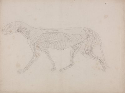 Anatomiczne porównanie budowy ludzkiego ciała z ciałem tygrysa i ptactwa domowego: Ciało tygrysa, widok z boku autorstwa George Stubbs