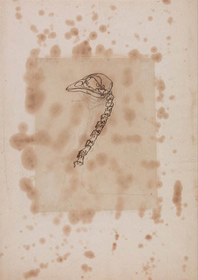 Anatomiczna ekspozycja porównawcza budowy ludzkiego ciała z ciałem tygrysa i ptactwa domowego:  Głowa i szyja ptaka, widok z boku autorstwa George Stubbs