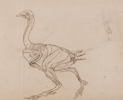 Anatomiczna ekspozycja porównawcza budowy ludzkiego ciała z ciałem tygrysa i ptactwa domowego:  Ciało kury Dorking, widok z boku (zarys mięśni) autorstwa George Stubbs