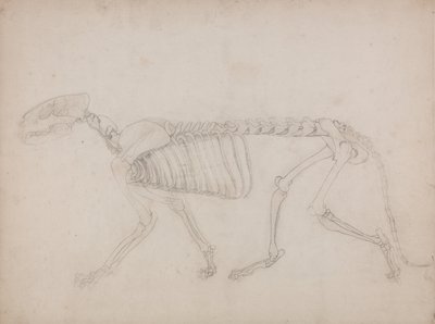 Anatomiczna ekspozycja porównawcza budowy ludzkiego ciała z ciałem tygrysa i zwykłego ptactwa: Szkielet tygrysa, widok z boku autorstwa George Stubbs