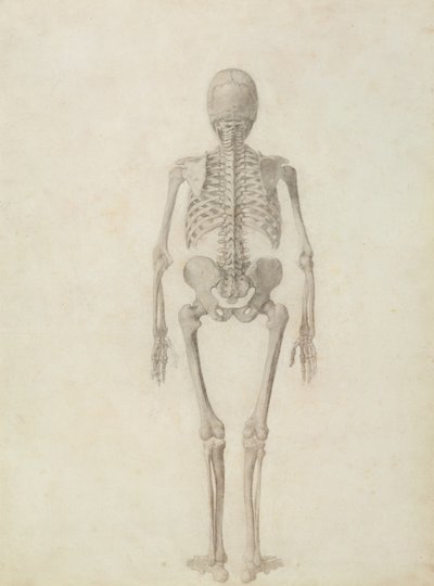 Porównawcza anatomiczna ekspozycja budowy ciała ludzkiego z ciałem tygrysa i drobiu zwyczajnego: szkielet człowieka, widok z tyłu autorstwa George Stubbs