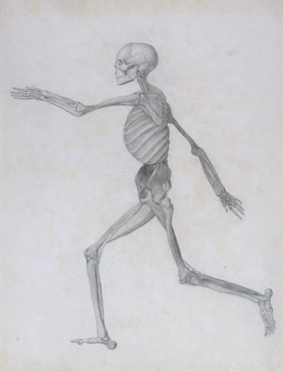 Porównawcza ekspozycja anatomiczna budowy ciała ludzkiego z budową ciała tygrysa i ptactwa domowego: Rysunek człowieka, widok z boku, 1795-1806 autorstwa George Stubbs