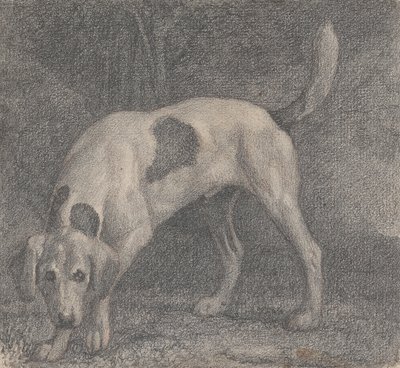 Foxhound na zapach autorstwa George Stubbs