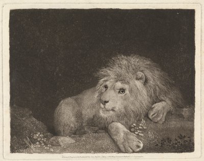 Lew [leżący lew] autorstwa George Stubbs