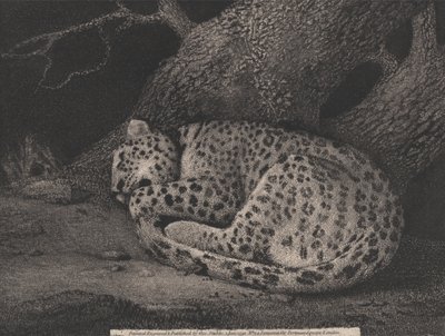 Śpiący lampart autorstwa George Stubbs