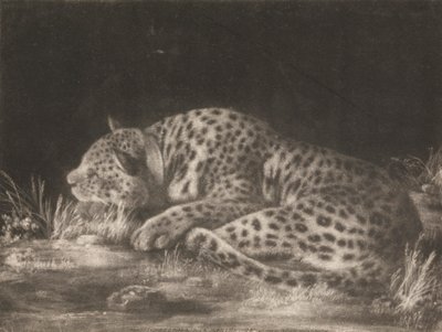 Tyger (śpiący lampart) autorstwa George Stubbs