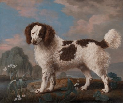 Brązowy i biały Norfolk lub spaniel wodny, 1778. autorstwa George Stubbs