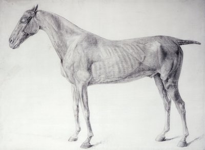 Schemat z „Anatomii konia” (grawerunek) autorstwa George Stubbs