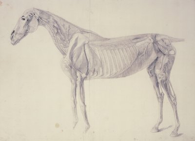 Schemat z Anatomii Konia autorstwa George Stubbs