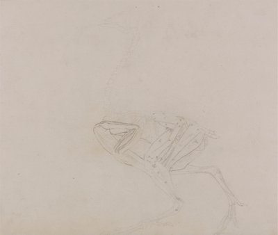 Ciało kury Dorking, widok z boku (badanie mięśni ciała i kończyn na późniejszym etapie sekcji) autorstwa George Stubbs