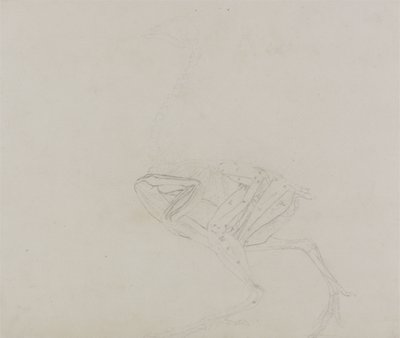 Ciało kury Dorking, widok boczny, z porównawczej ekspozycji anatomicznej budowy ciała ludzkiego z ciałem tygrysa i kury zwyczajnej, 1795-1806 (grafit na cienkim papierze) autorstwa George Stubbs