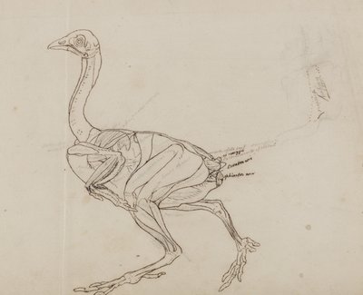 Ciało kury Dorking, widok z boku, z „Porównawczej ekspozycji anatomicznej budowy ciała ludzkiego z ciałem tygrysa i kury pospolitej” autorstwa George Stubbs