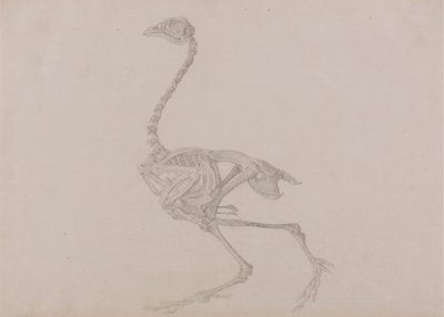 Szkielet kury Dorking, widok z boku (ukończone badanie dla nieopublikowanej tabeli) autorstwa George Stubbs