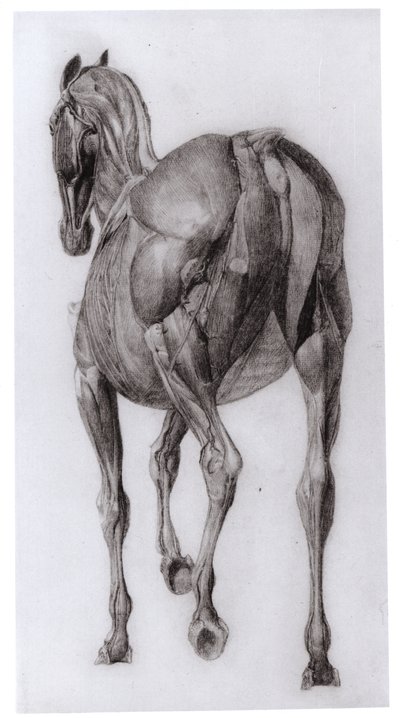 Widok grzbietu struktury mięśniowej stopniowo rozciętego konia, badanie nr 7 z The Anatomy of the Horse, 1766 autorstwa George Stubbs